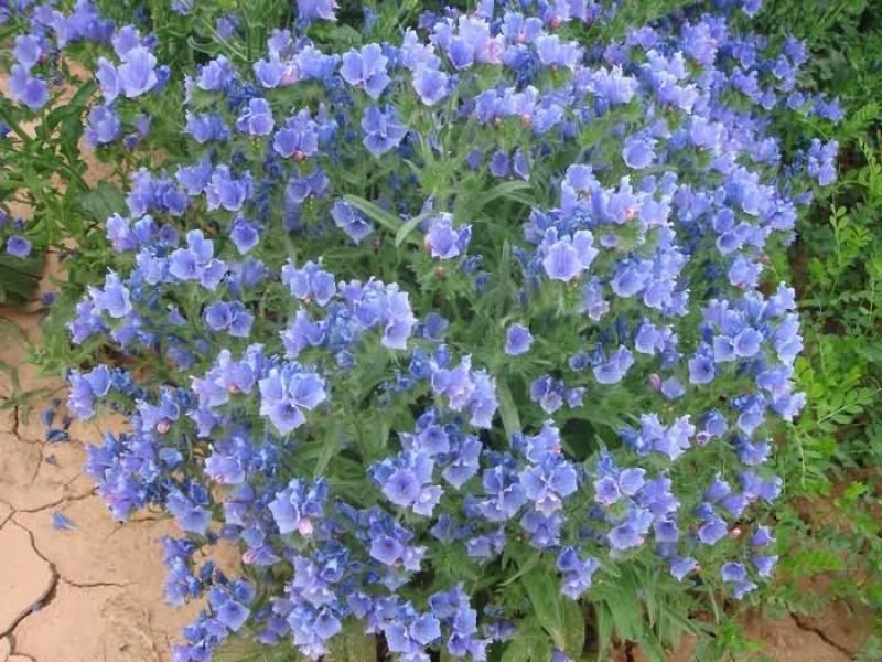 蓝蓟种子蓝刺头蓝蓟花种庭院观花种子蓝色景观花海四季花籽
