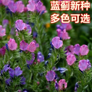 蓝蓟种子蓝刺头蓝蓟花种庭院观花种子蓝色景观花海四季花籽