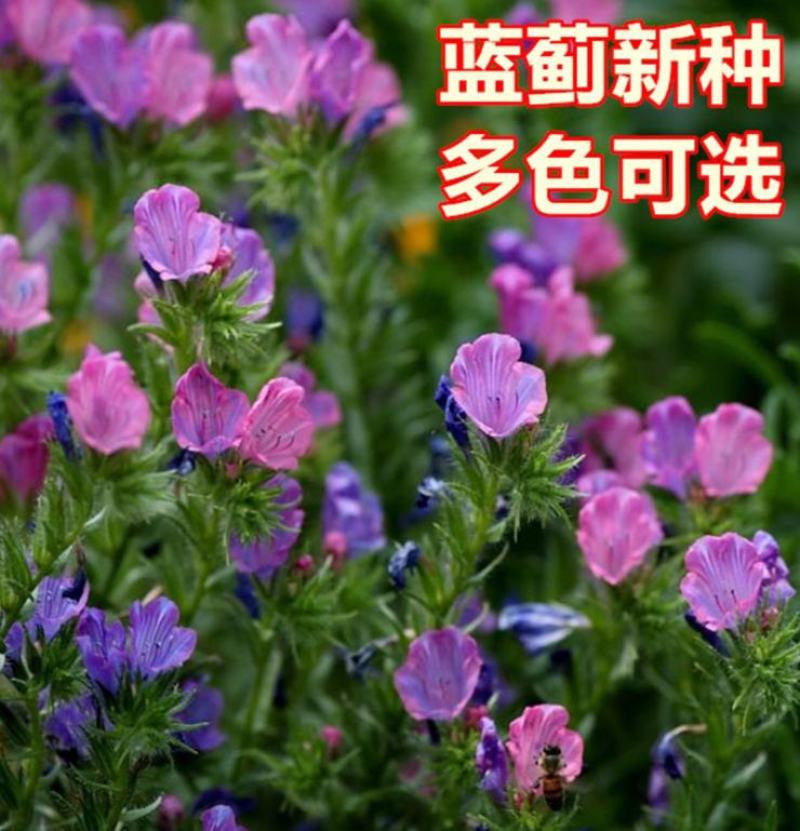 蓝蓟种子蓝刺头蓝蓟花种庭院观花种子蓝色景观花海四季花籽