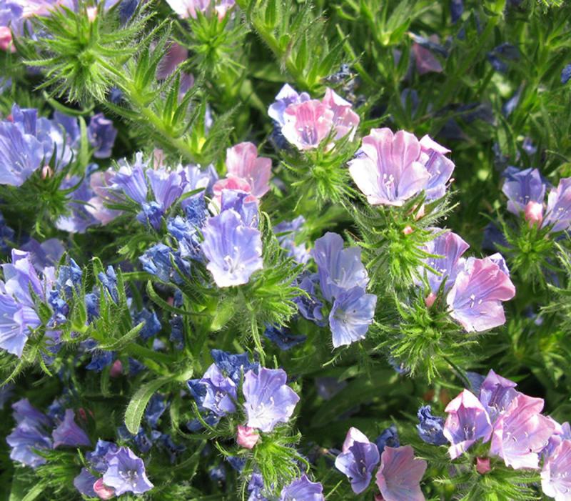 蓝蓟种子蓝刺头蓝蓟花种庭院观花种子蓝色景观花海四季花籽