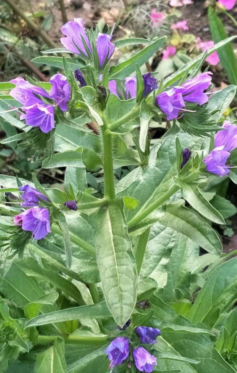 蓝蓟种子蓝刺头蓝蓟花种庭院观花种子蓝色景观花海四季花籽