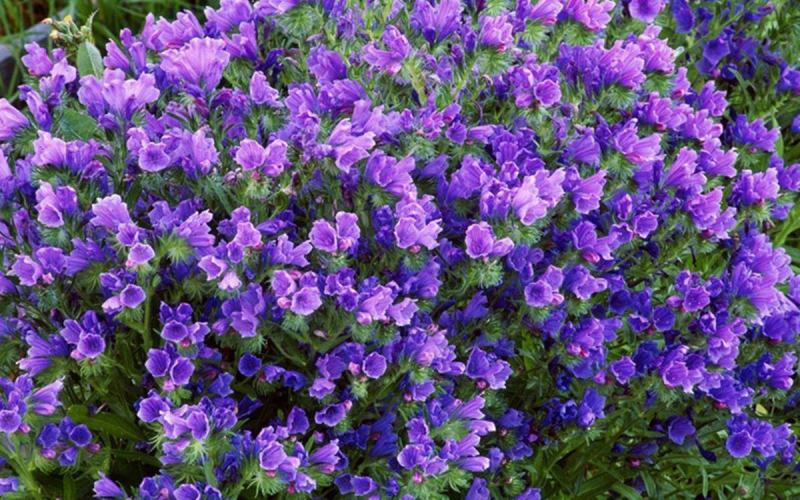 蓝蓟种子蓝刺头蓝蓟花种庭院观花种子蓝色景观花海四季花籽