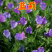 蓝蓟种子蓝刺头蓝蓟花种庭院观花种子蓝色景观花海四季花籽