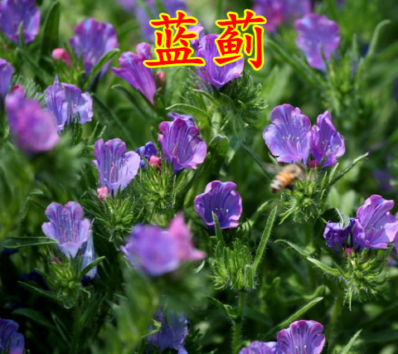 蓝蓟种子蓝刺头蓝蓟花种庭院观花种子蓝色景观花海四季花籽