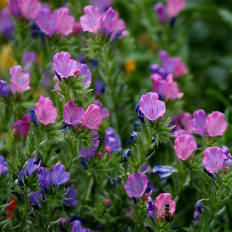 蓝蓟种子蓝刺头蓝蓟花种庭院观花种子蓝色景观花海四季花籽