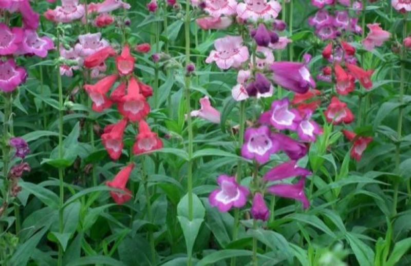 钓钟柳种子吊钟柳种子园林绿化中花镜或绿岛栽植景观花籽