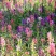 钓钟柳种子吊钟柳种子园林绿化中花镜或绿岛栽植景观花籽