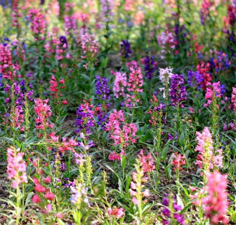 钓钟柳种子吊钟柳种子园林绿化中花镜或绿岛栽植景观花籽