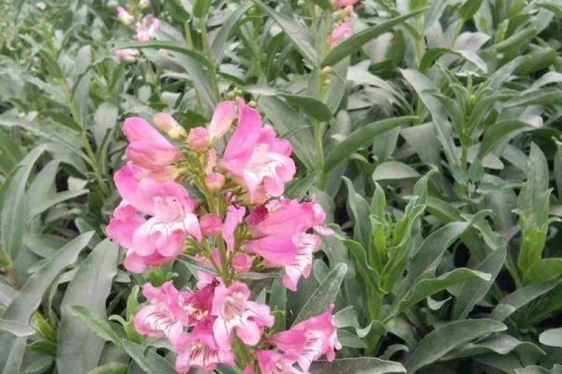 钓钟柳种子吊钟柳种子园林绿化中花镜或绿岛栽植景观花籽