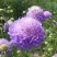 散装紫盆花种子夏季种花种盆栽夏天种花卉室内夏播花草