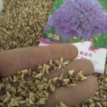 散装紫盆花种子夏季种花种盆栽夏天种花卉室内夏播花草