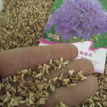 散装紫盆花种子夏季种花种盆栽夏天种花卉室内夏播花草