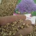散装紫盆花种子夏季种花种盆栽夏天种花卉室内夏播花草