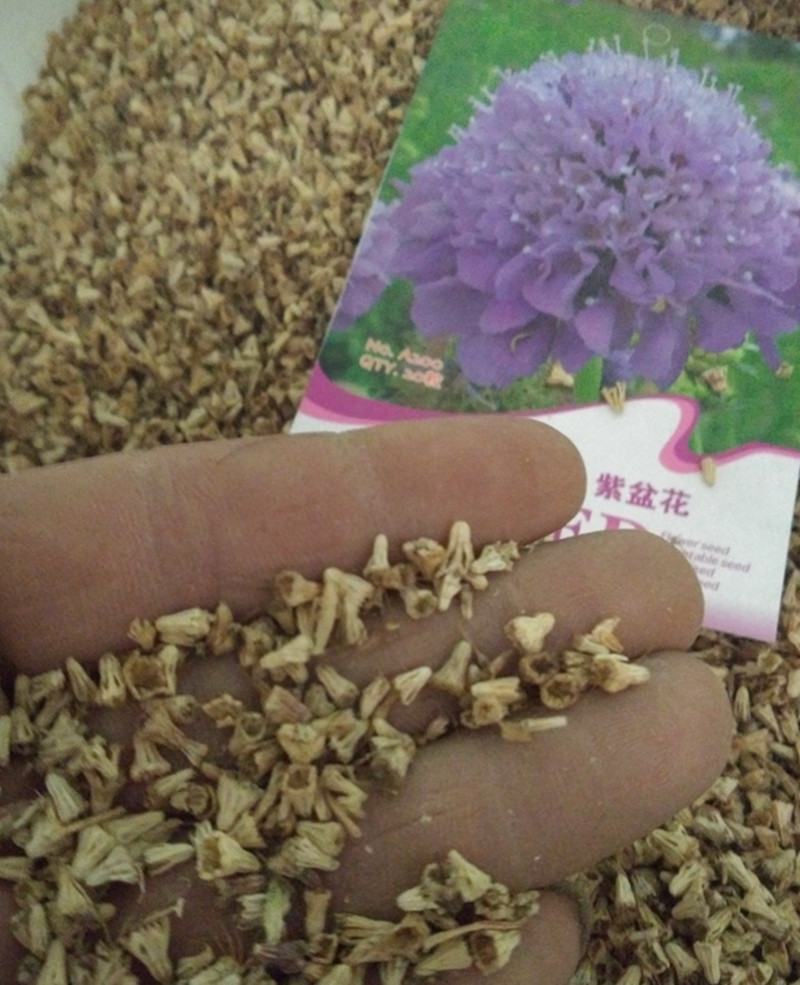 散装紫盆花种子夏季种花种盆栽夏天种花卉室内夏播花草