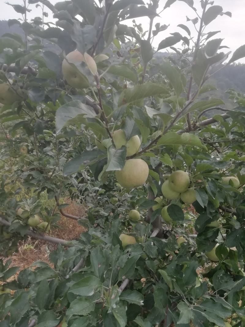 青龙大山不套代黄元帅现在货不多了抓紧时间购买