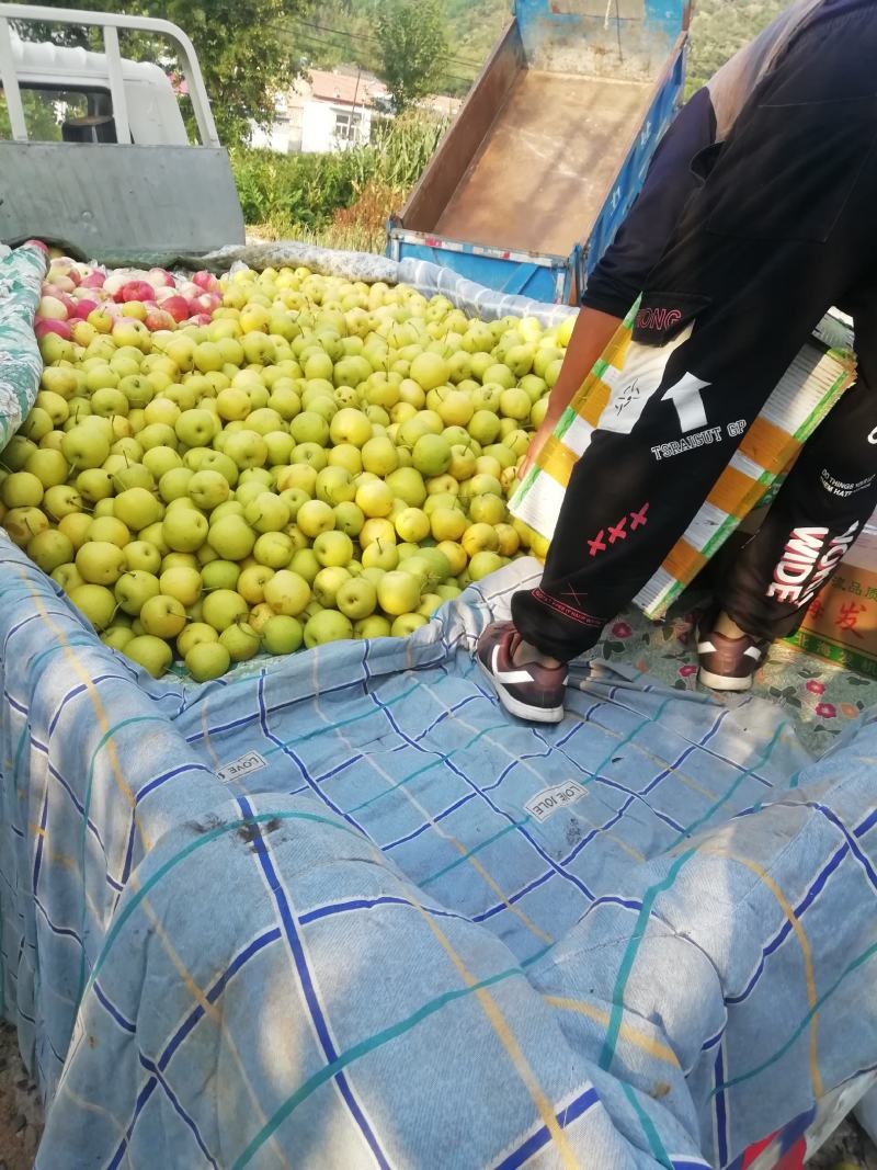 青龙大山不套代黄元帅现在货不多了抓紧时间购买