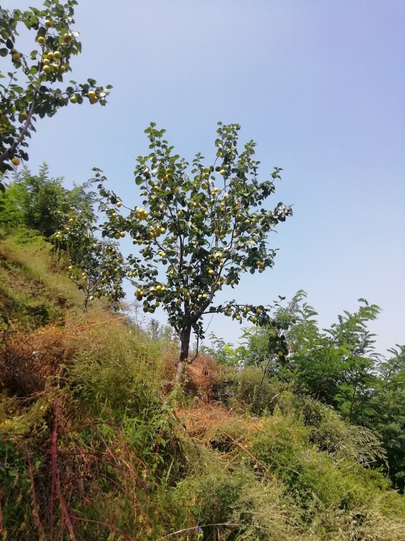 青龙大山不套代黄元帅现在货不多了抓紧时间购买