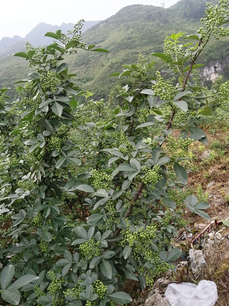 青花椒干货，常年供货，基地直销，价格质量有保证！