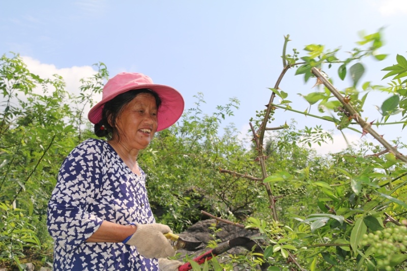 青花椒干货，常年供货，基地直销，价格质量有保证！