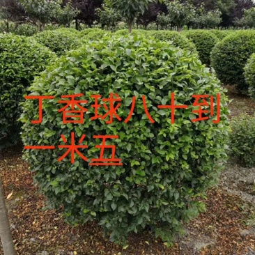 河北丁香球，河北丁香球厂家直销