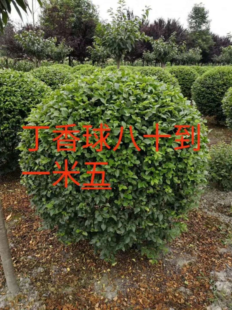 河北丁香球，河北丁香球厂家直销