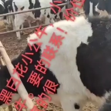 奶牛牛犊