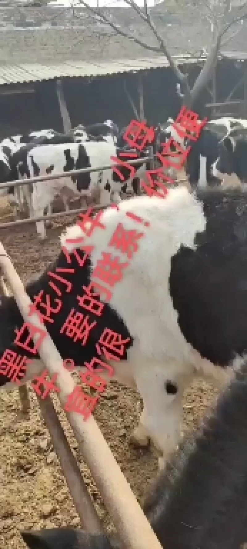 奶牛牛犊