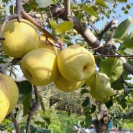 冬果梨批发甘肃临夏冬果梨上市了