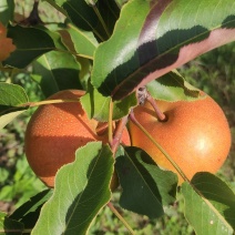 苹果梨大量有货山坡地苹果梨价格便宜欢迎各地老板来电买货