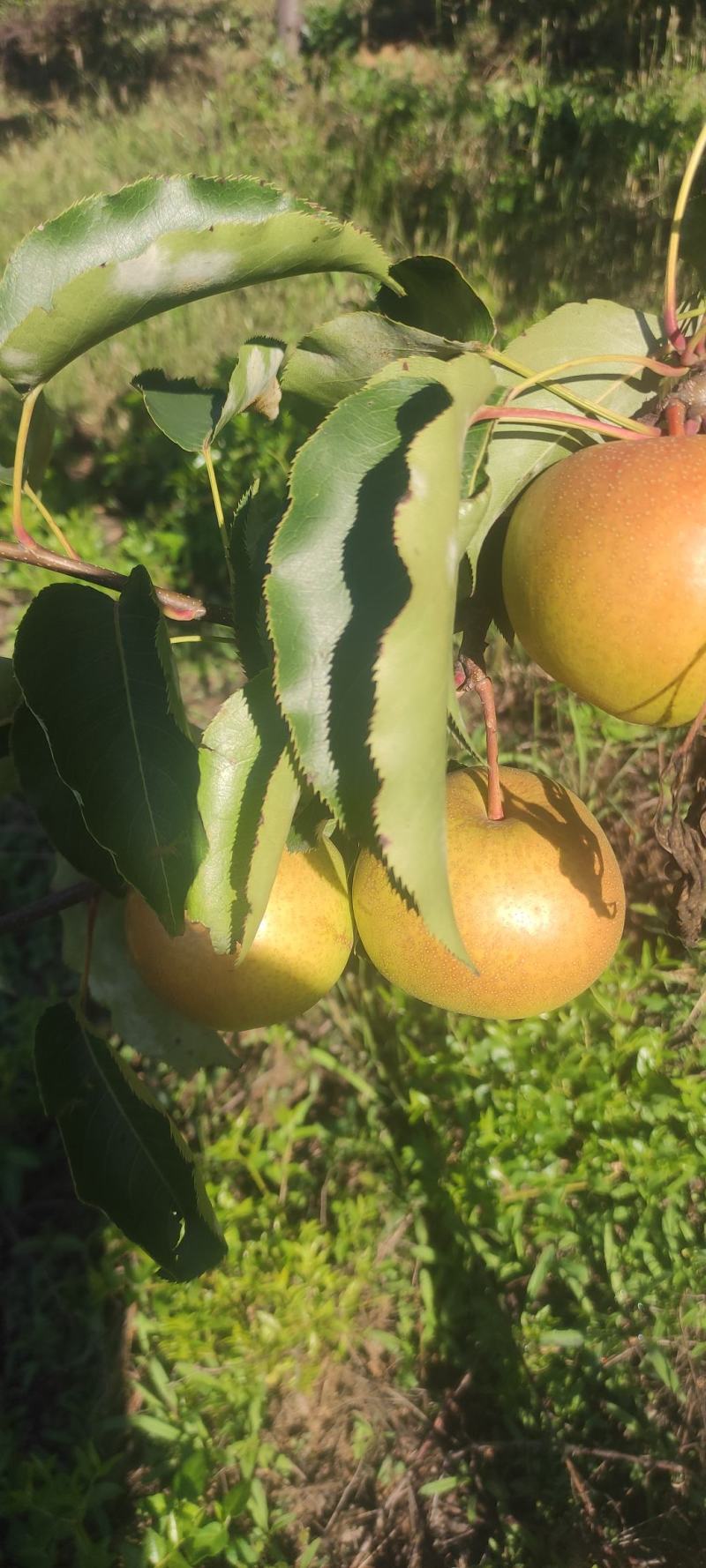 苹果梨大量有货山坡地苹果梨价格便宜欢迎各地老板来电买货