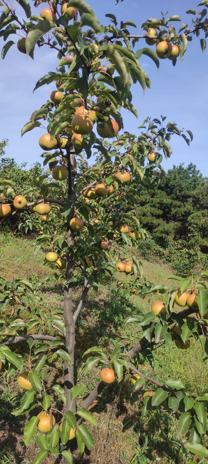 苹果梨大量有货山坡地苹果梨价格便宜欢迎各地老板来电买货