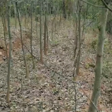 低价出售拐枣树，桂花树，流苏树有需要的联系我价格优惠