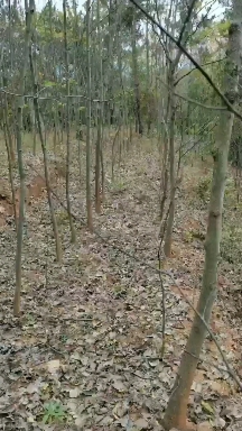 低价出售拐枣树，桂花树，流苏树有需要的联系我价格优惠