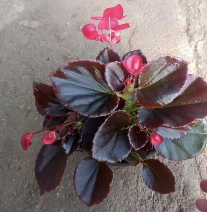 室内绿植四季海棠