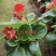 室内绿植四季海棠