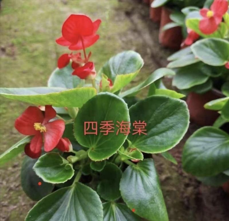 室内绿植四季海棠