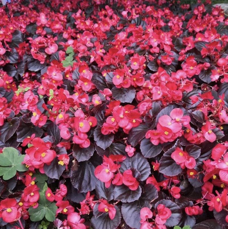 室内绿植四季海棠