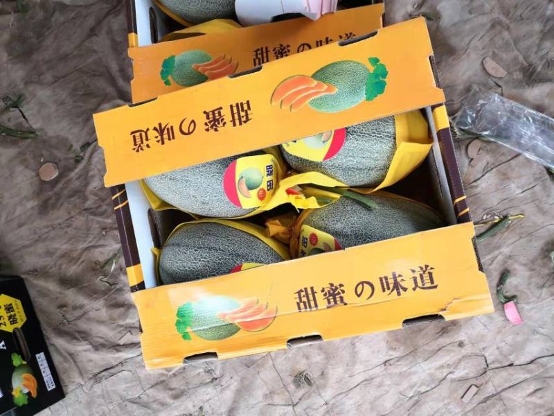 河南哈密瓜基地量大质优产地直供商超市场电商以诚为本