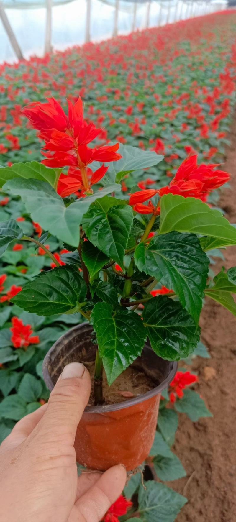 一串红盆栽花海租摆一串红杯苗时令草花一串红