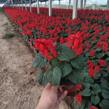 一串红盆栽花海租摆一串红杯苗时令草花一串红