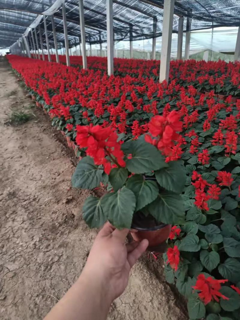 一串红盆栽花海租摆一串红杯苗时令草花一串红