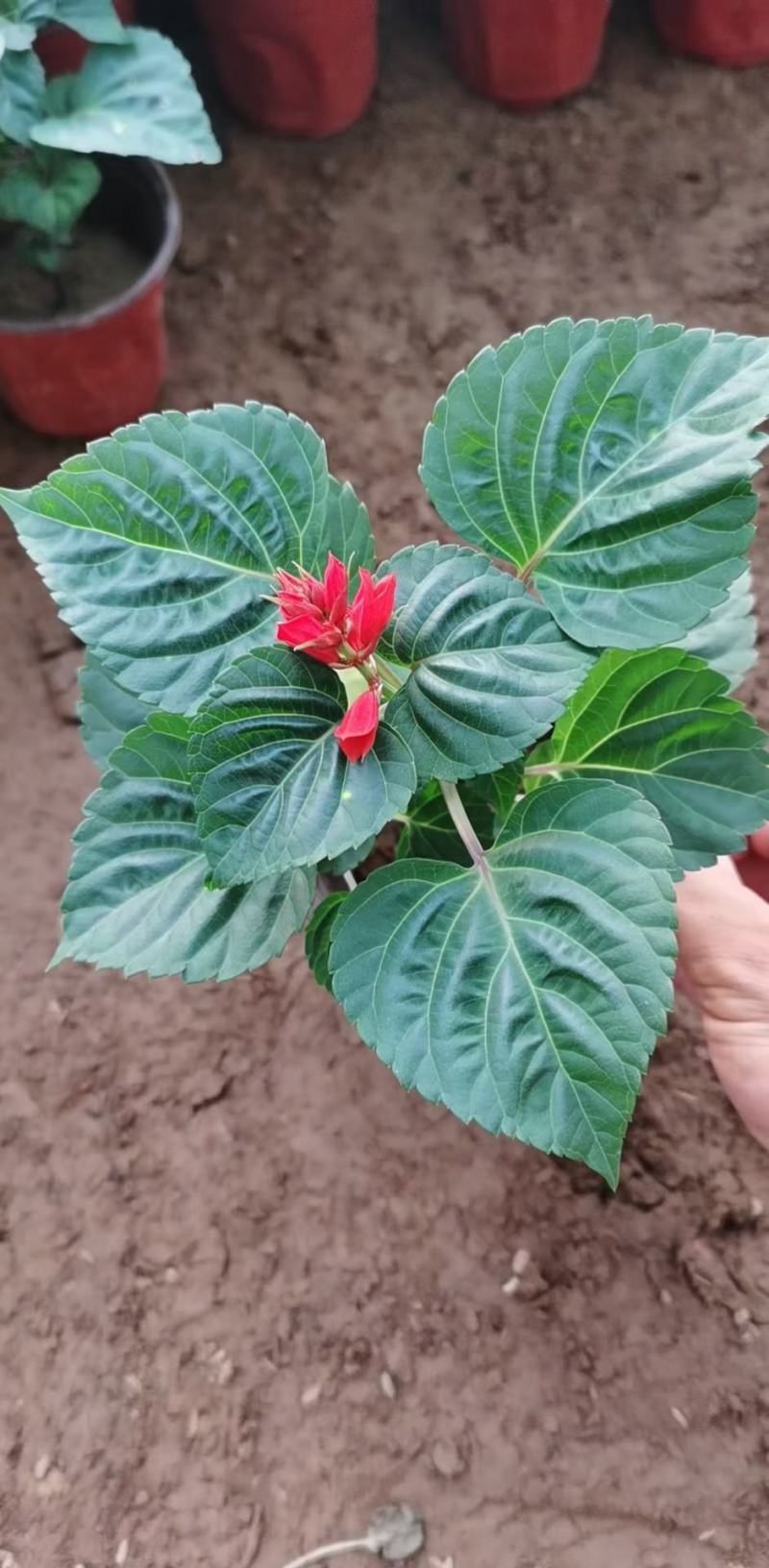 一串红盆栽花海租摆一串红杯苗时令草花一串红