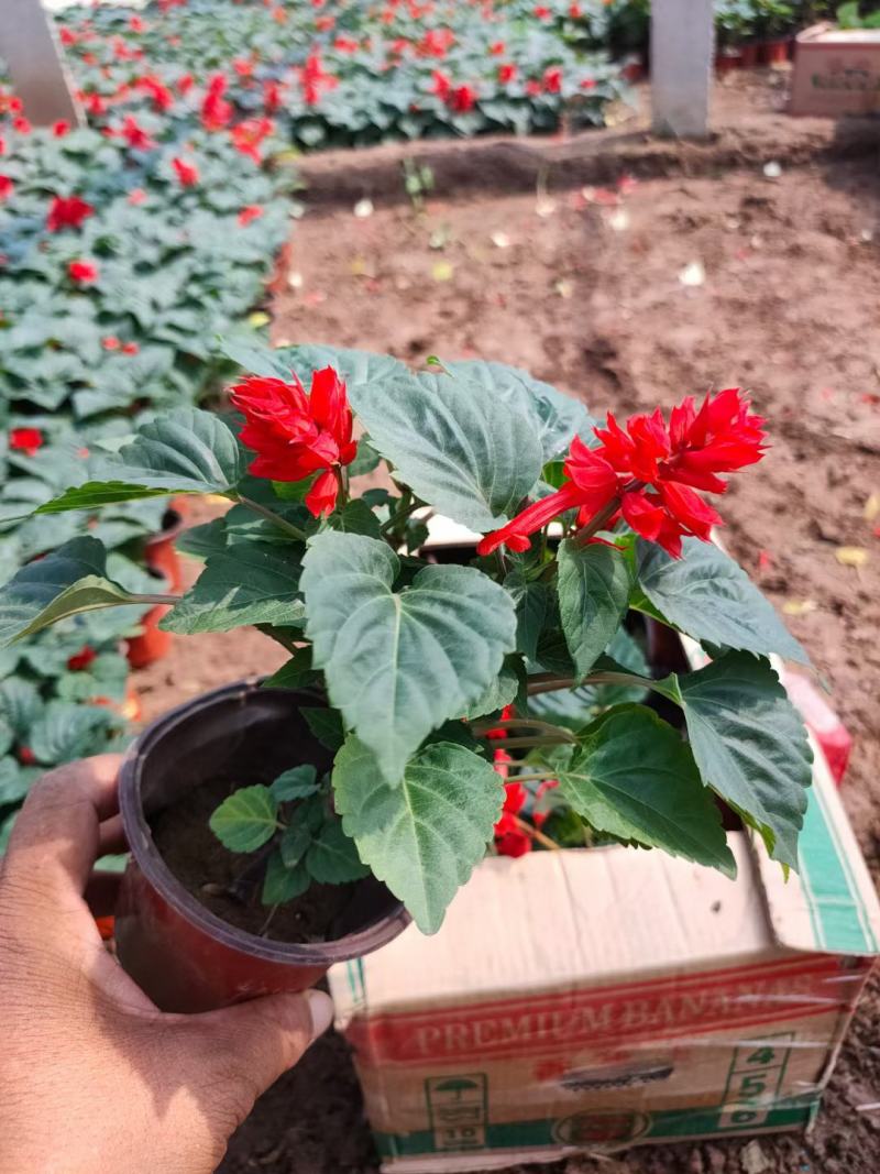 一串红盆栽花海租摆一串红杯苗时令草花一串红