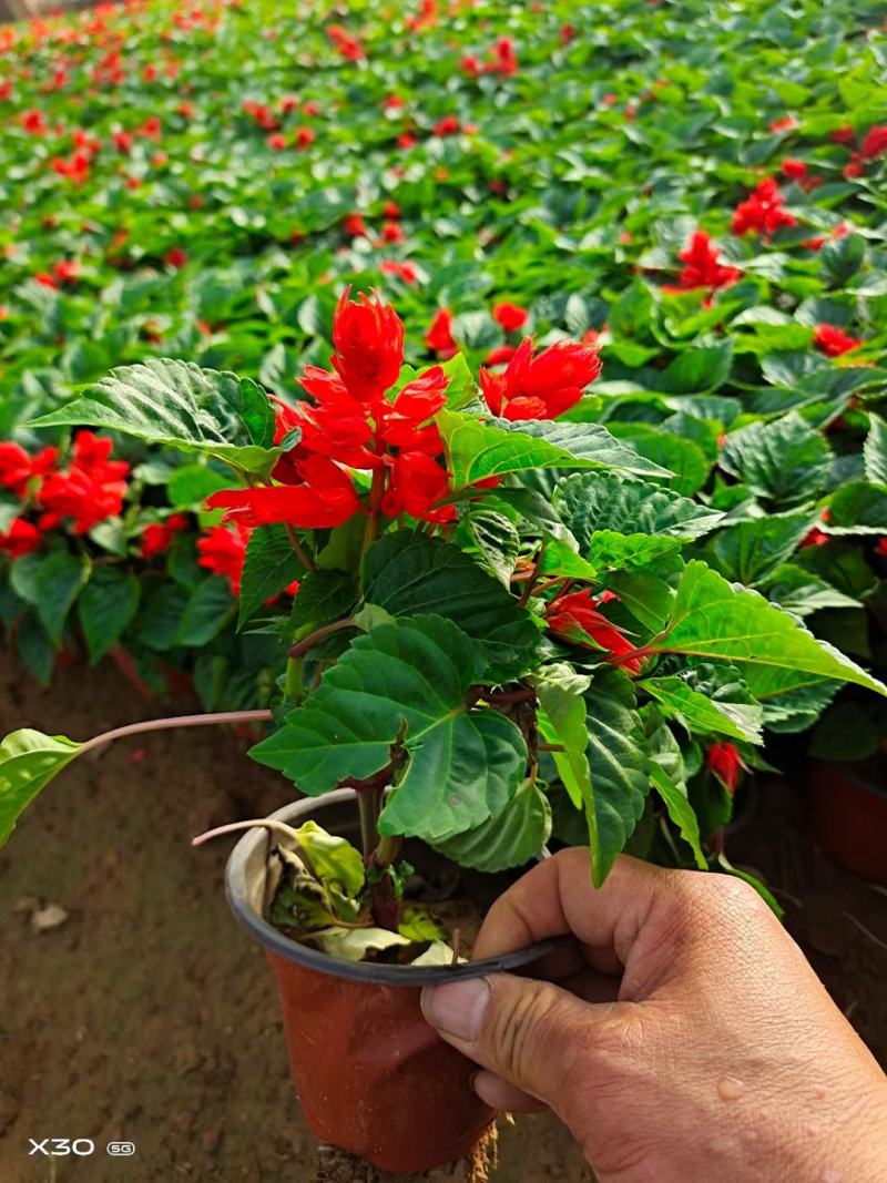 一串红盆栽花海租摆一串红杯苗时令草花一串红