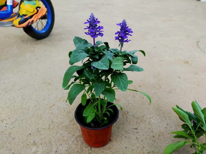 一串红盆栽花海租摆一串红杯苗时令草花一串红