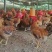 麻黄公鸡k9公鸡老公鸡高山放养公鸡