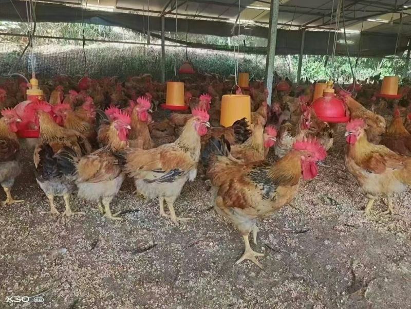 麻黄公鸡k9公鸡老公鸡高山放养公鸡