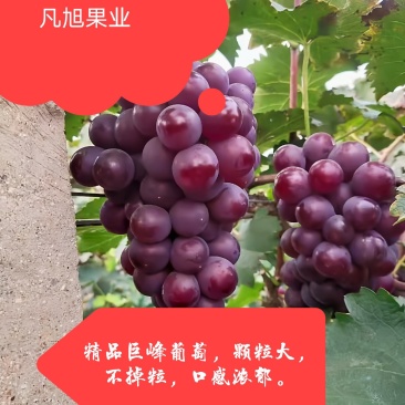 巨峰葡萄（套袋），精品市场果，电商果，有量。