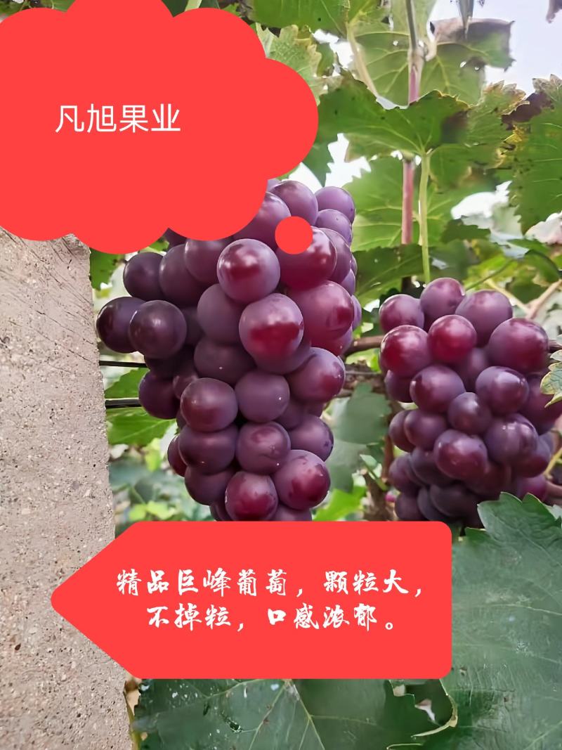 巨峰葡萄（套袋），精品市场果，电商果，有量。
