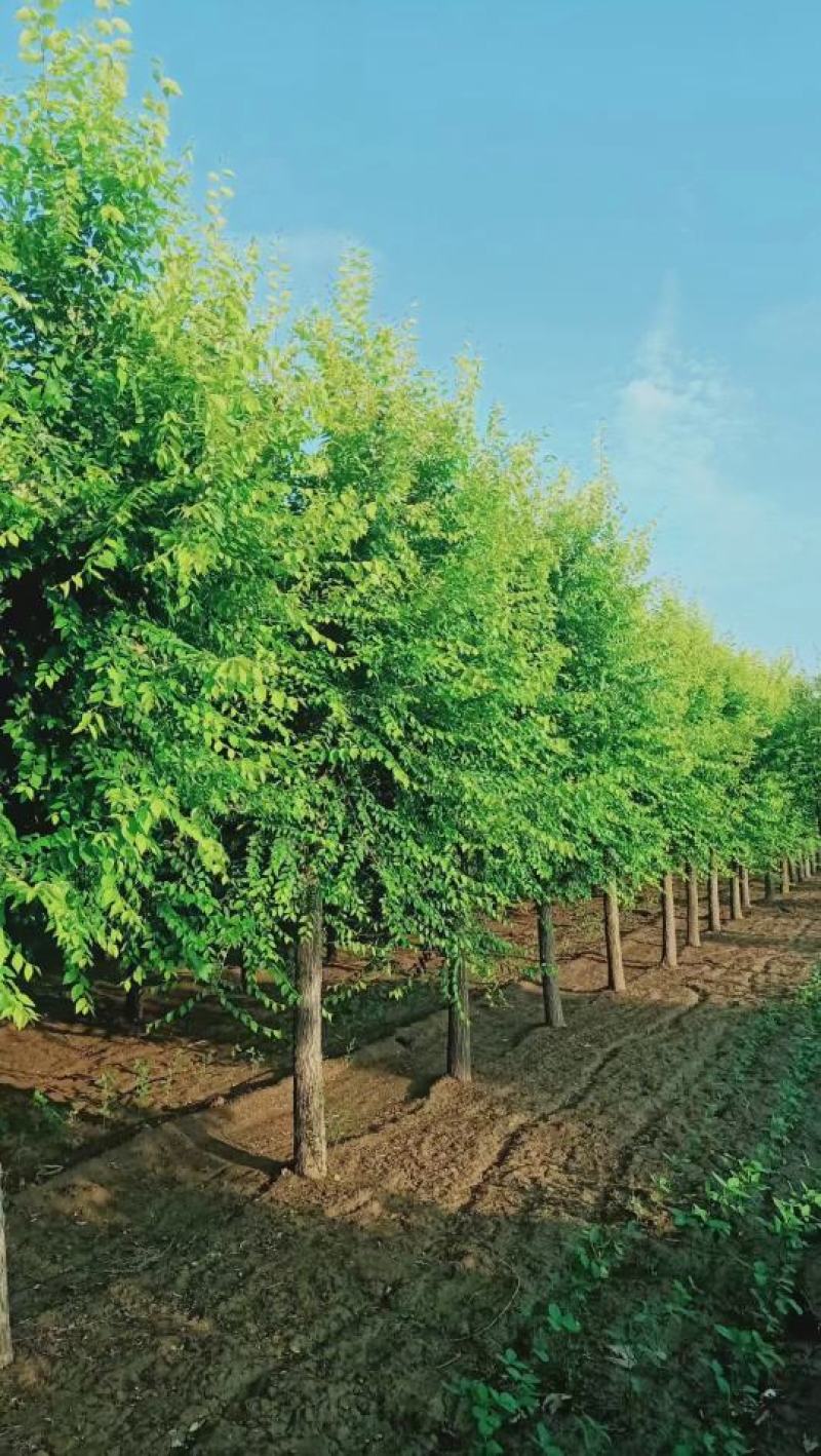 高杆金叶榆3公分-15公分规格齐全成活率高价格优惠精品苗